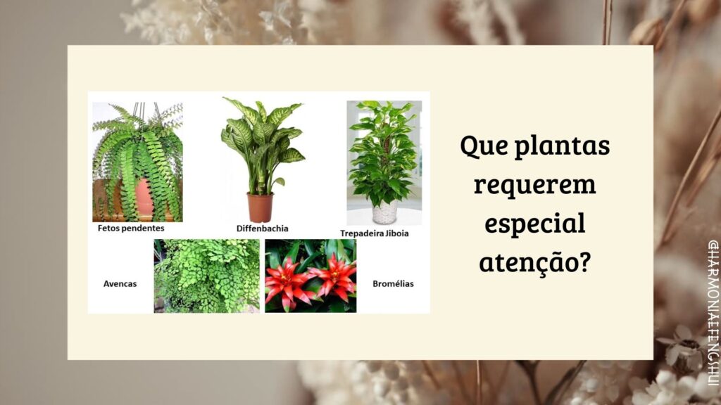 Feng Shui, Plantas, Flores e Jardins